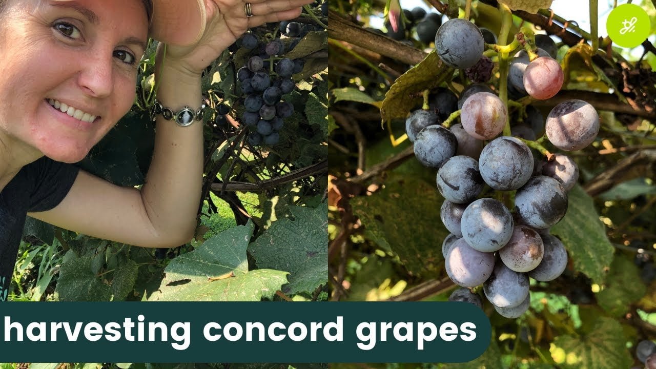 When To Harvest Concord Grapes When To Harvest Concord Grapes