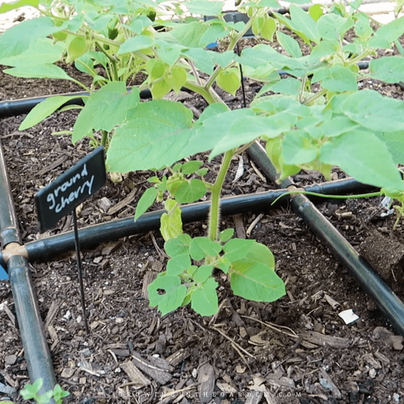 When To Harvest Ground Cherries