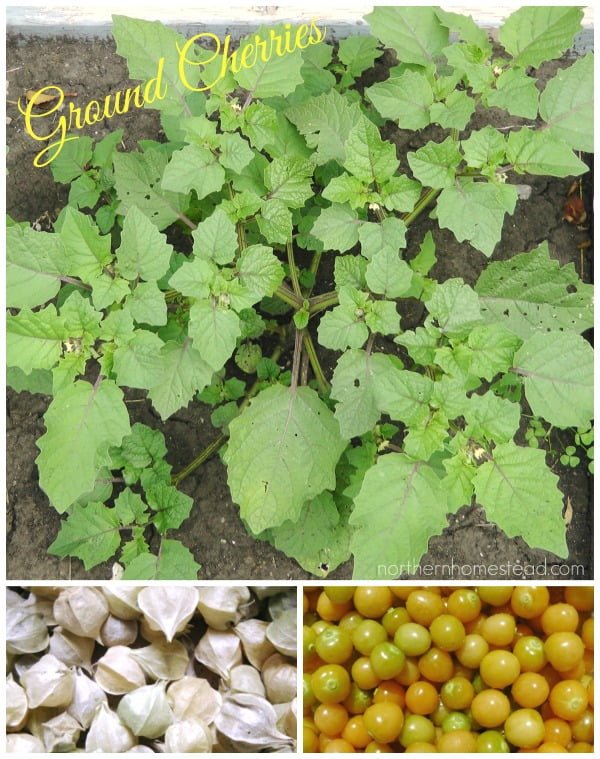 When To Harvest Ground Cherries