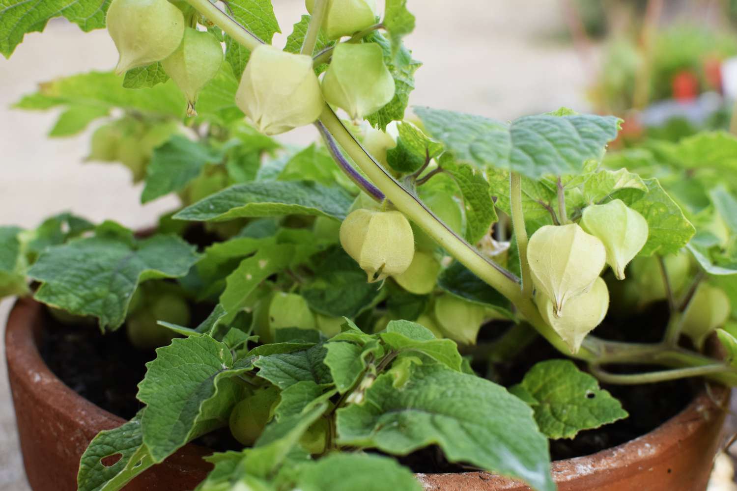 When To Harvest Ground Cherries