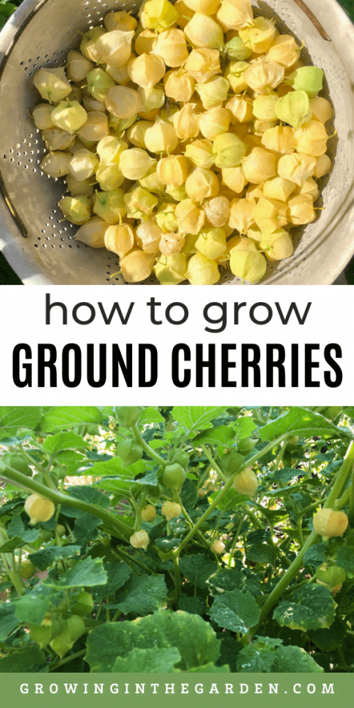 When To Harvest Ground Cherries