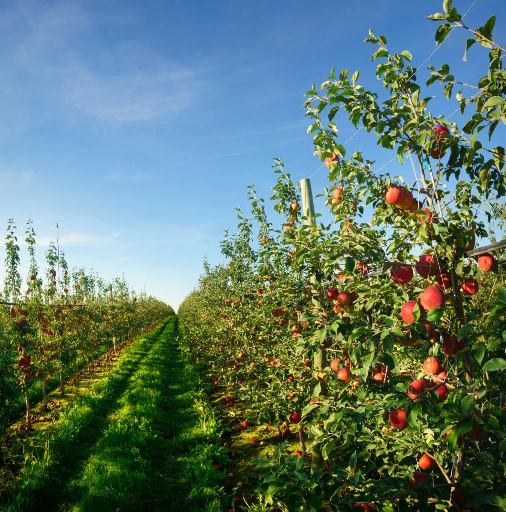 When To Harvest Honeycrisp Apples