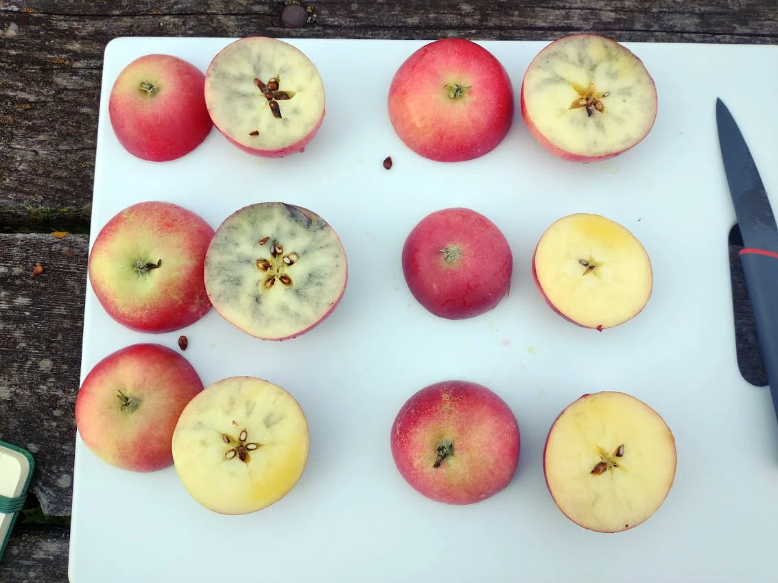 When To Harvest Honeycrisp Apples