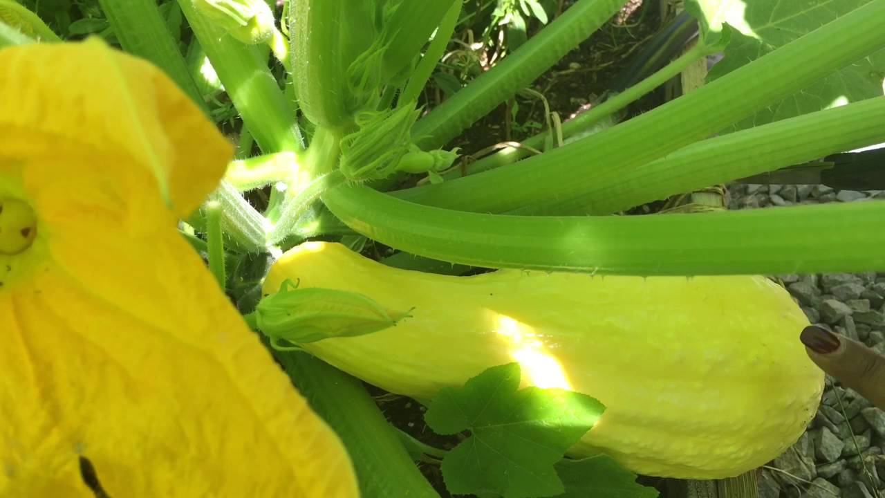 When to Harvest Yellow Squash
