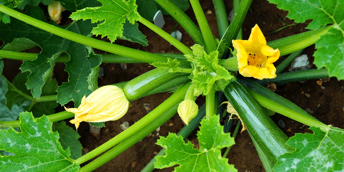 When to Harvest Yellow Squash