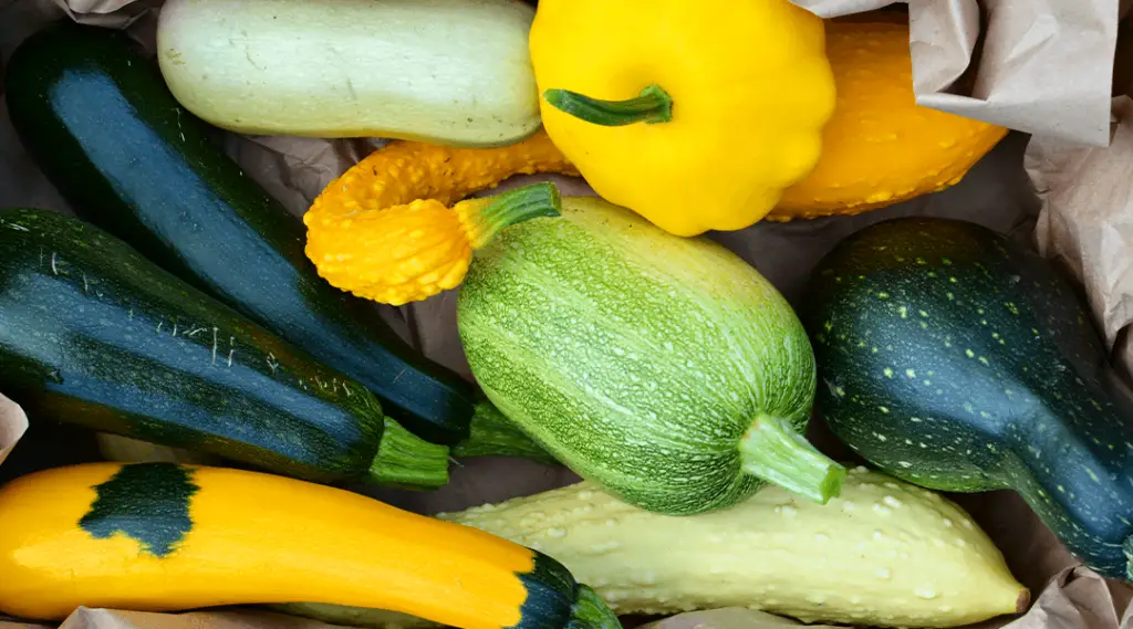 When to Harvest Yellow Squash GreenThumbsGuide