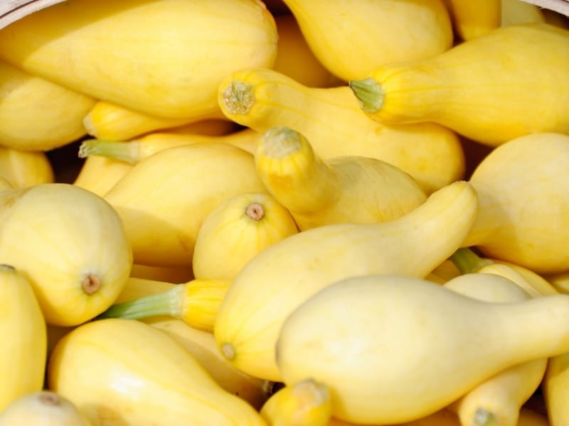 When to Harvest Yellow Squash