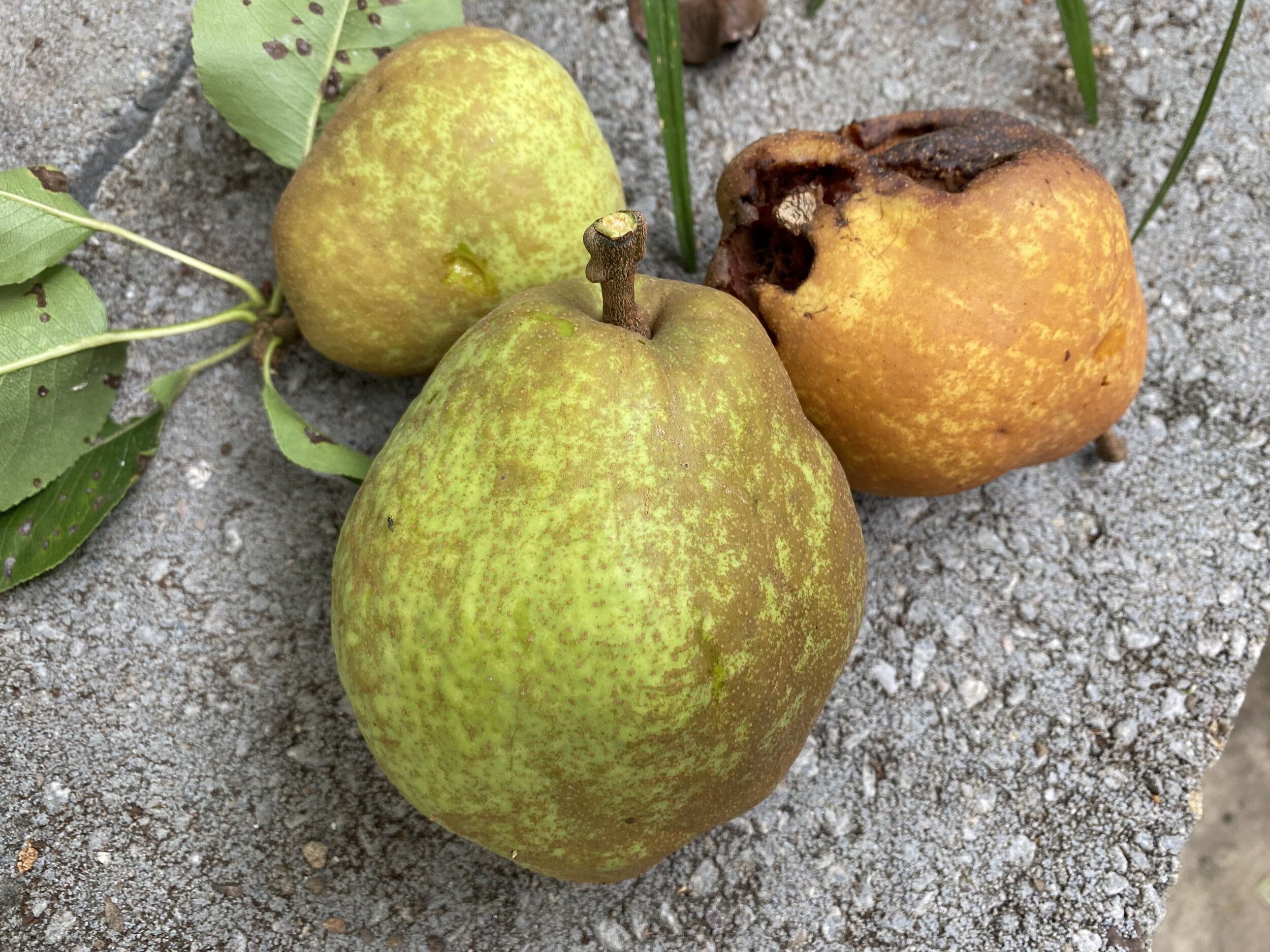 When To Pick Bartlett Pears When To Pick Bartlett Pears