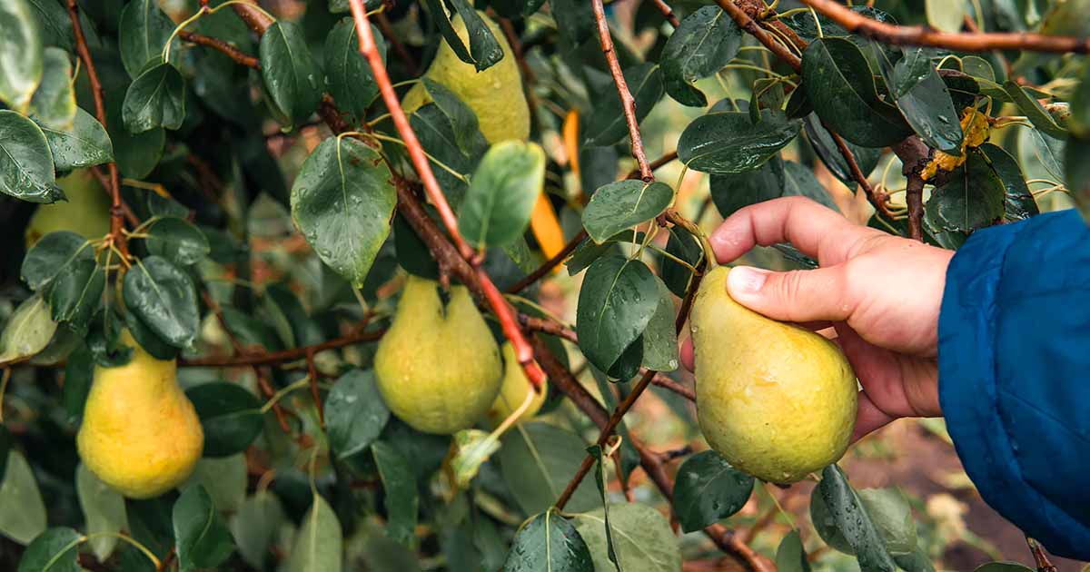 When To Pick Bartlett Pears When To Pick Bartlett Pears