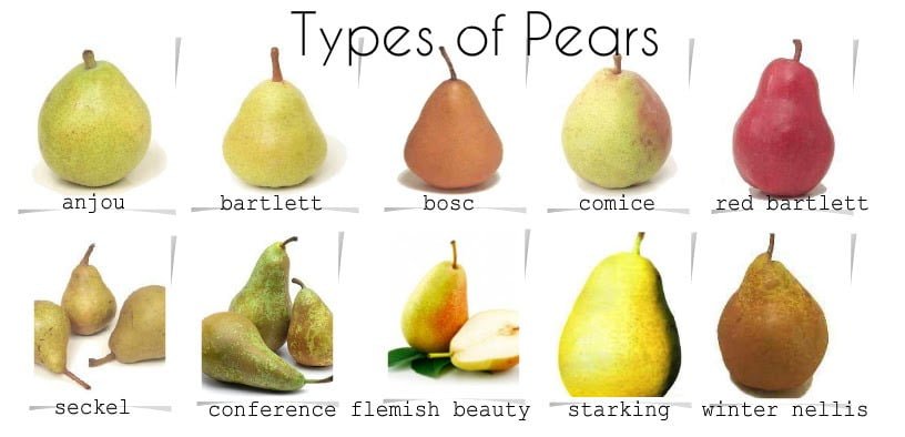 When To Pick Bartlett Pears When To Pick Bartlett Pears