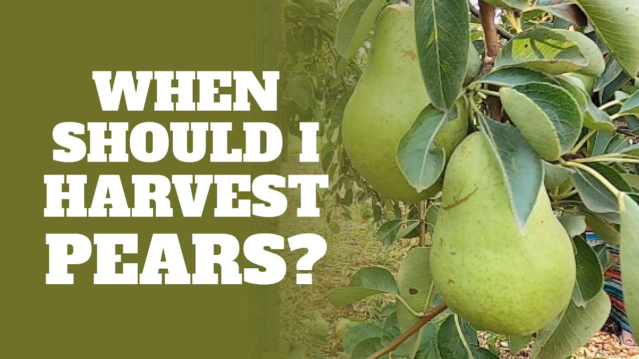 When To Pick Bartlett Pears When To Pick Bartlett Pears