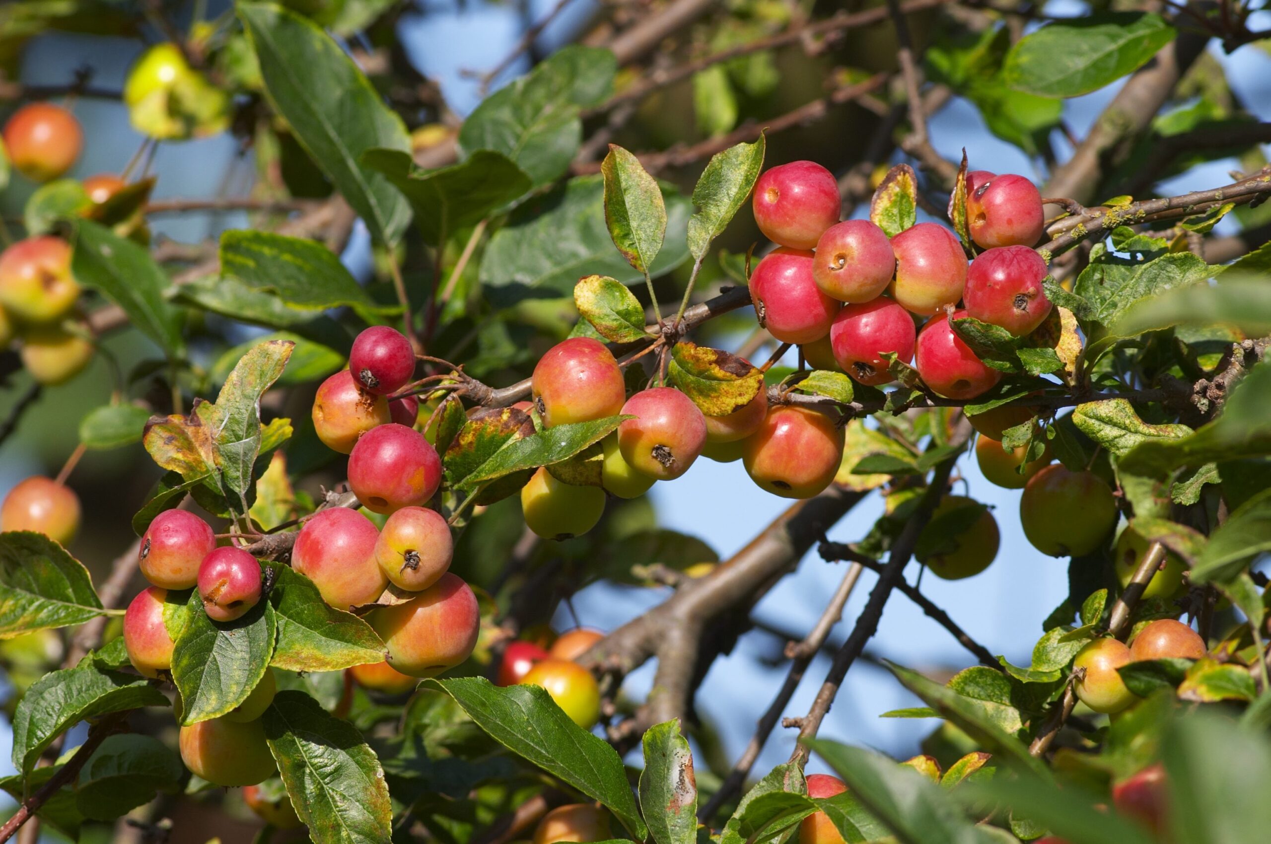 When To Pick Crab Apples - GreenThumbsGuide