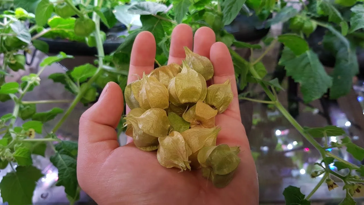 When To Pick Ground Cherries