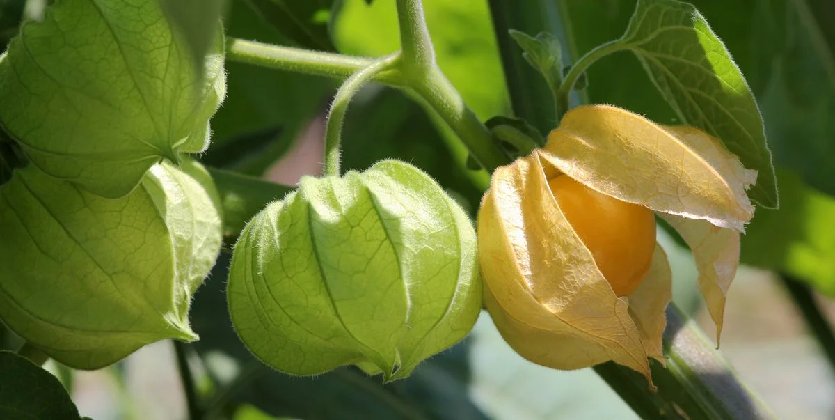 When To Pick Ground Cherries