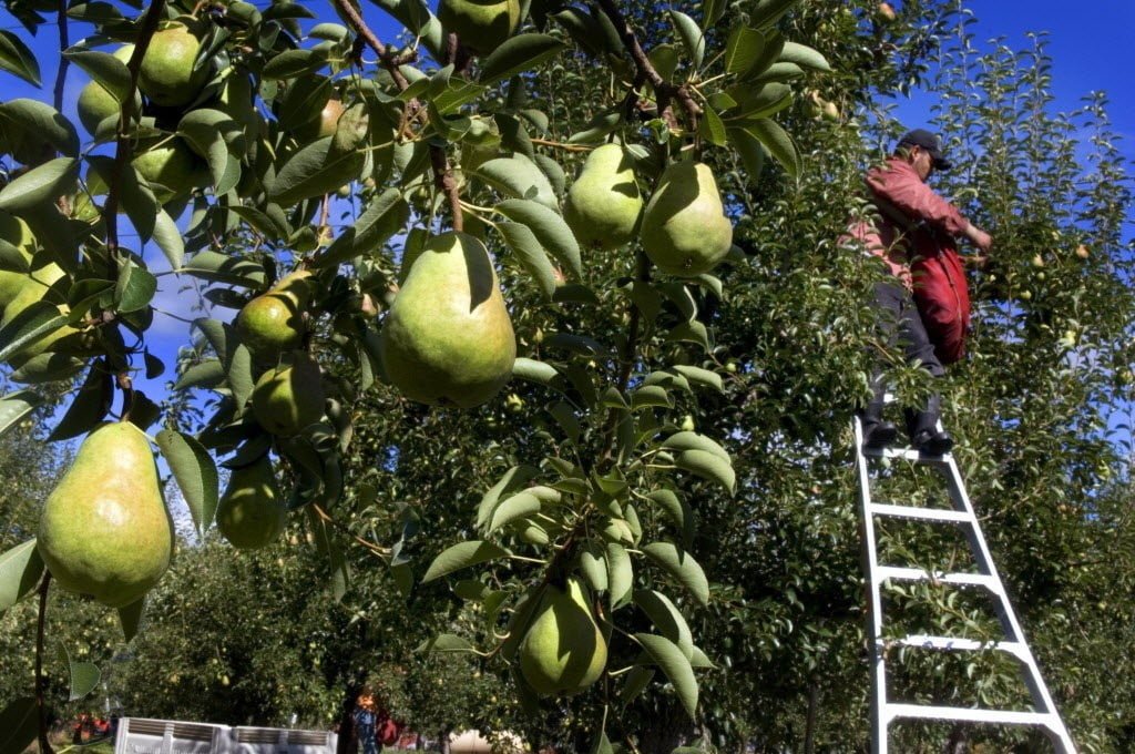 When To Pick Pears From Tree