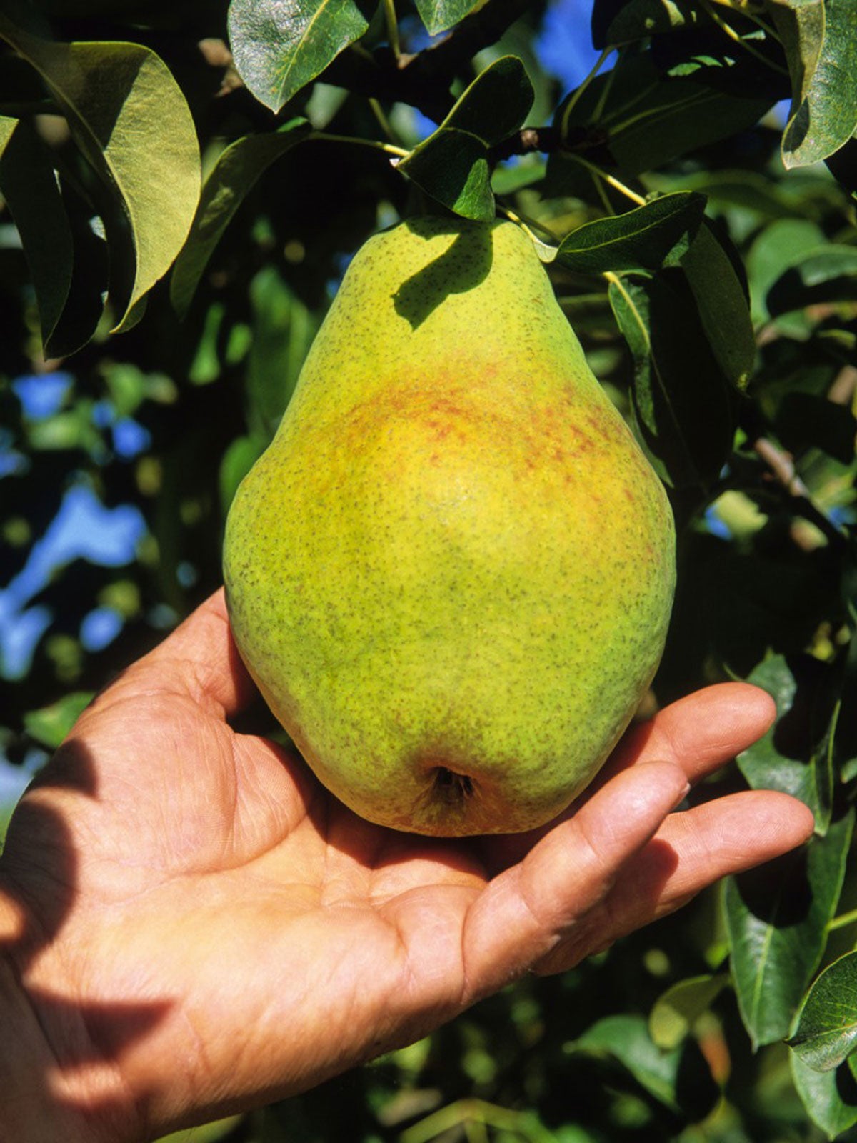 When To Pick Pears From Tree