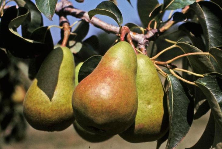 When To Pick Pears From Tree
