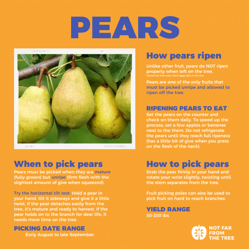 When To Pick Pears From Tree