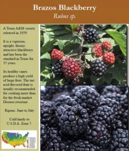 When To Plant Blackberries In Texas