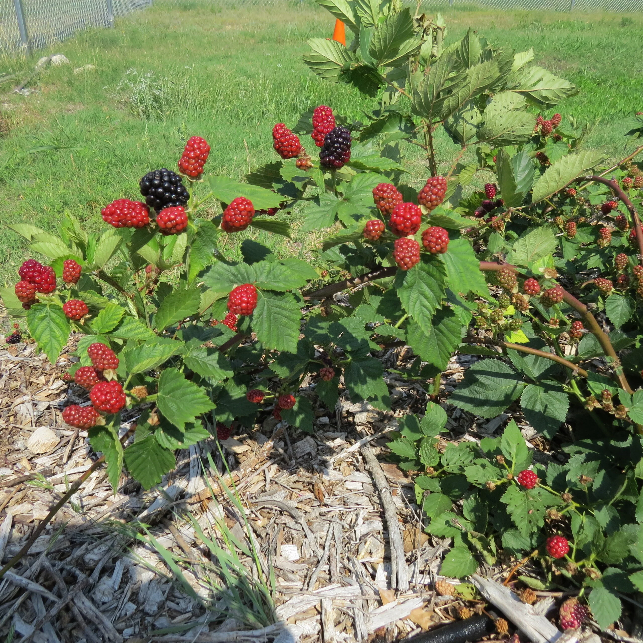 When To Plant Blackberries In Texas