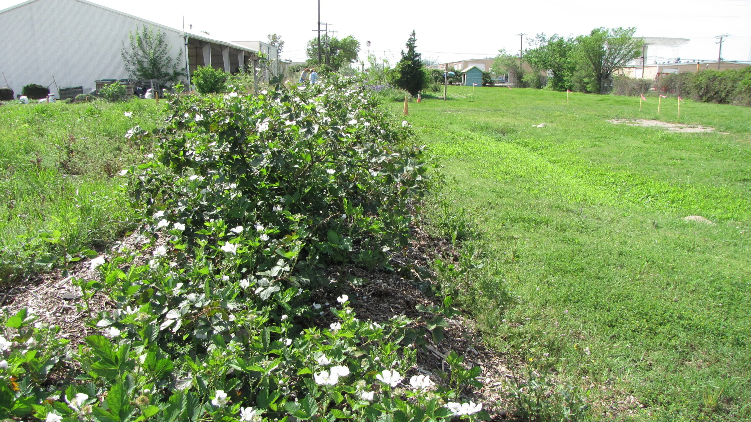 When To Plant Blackberries In Texas
