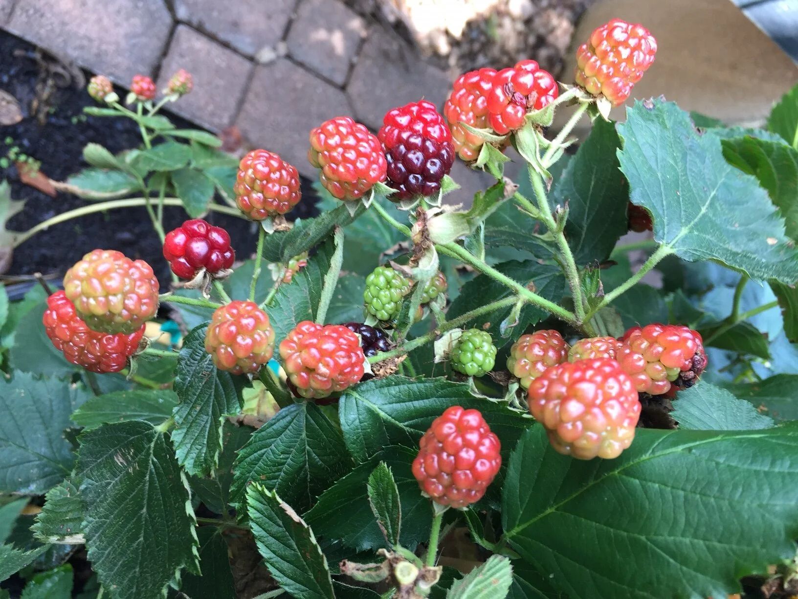 When To Plant Blackberries In Texas