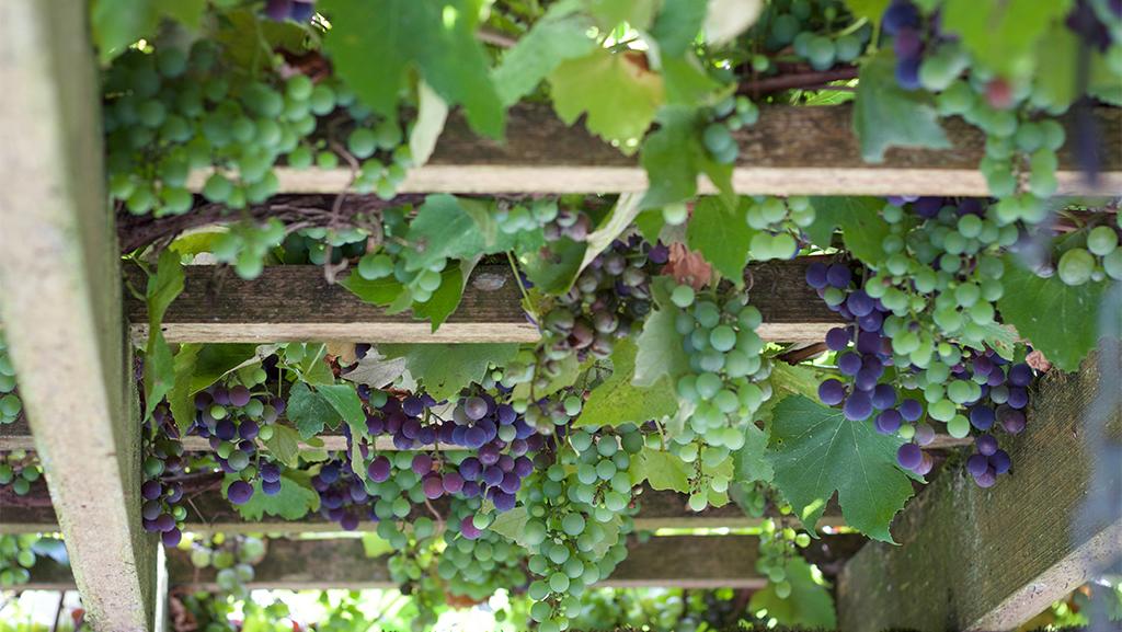 When To Plant Grapes In Zone 5 When To Plant Grapes In Zone 5