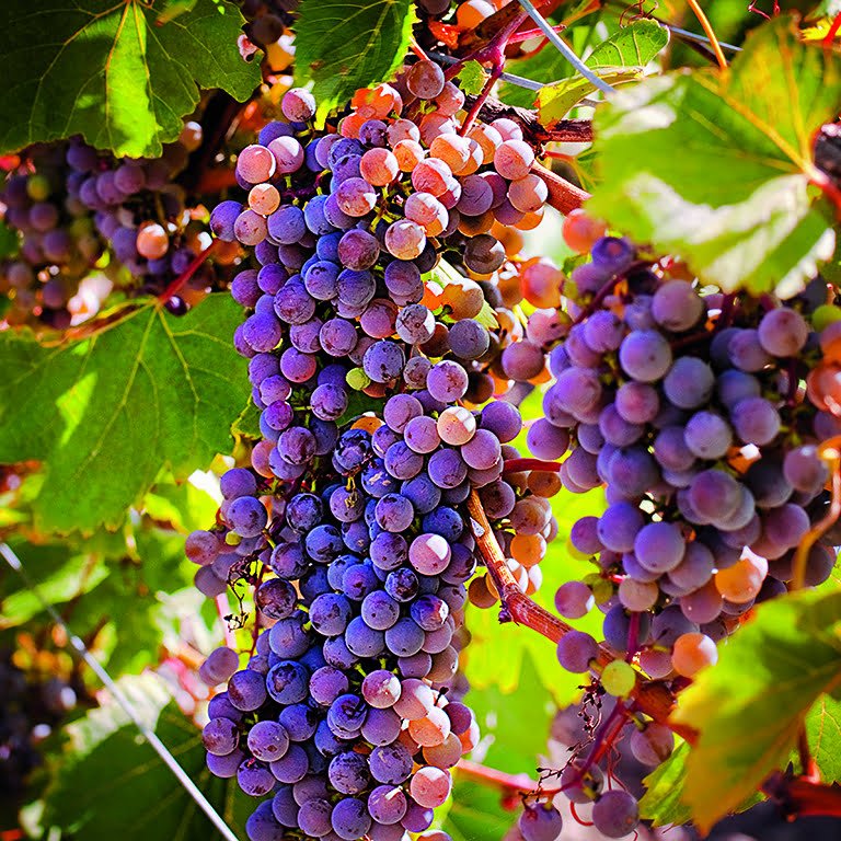 When To Plant Grapes In Zone 5 When To Plant Grapes In Zone 5