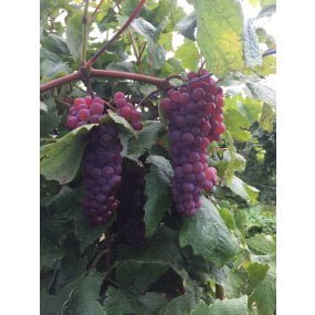 When To Plant Grapes In Zone 5 When To Plant Grapes In Zone 5