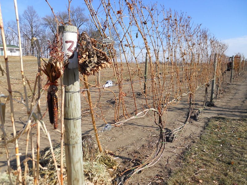 When To Plant Grapes In Zone 5 When To Plant Grapes In Zone 5