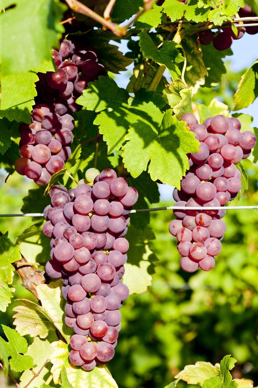 When To Plant Grapes In Zone 5 When To Plant Grapes In Zone 5