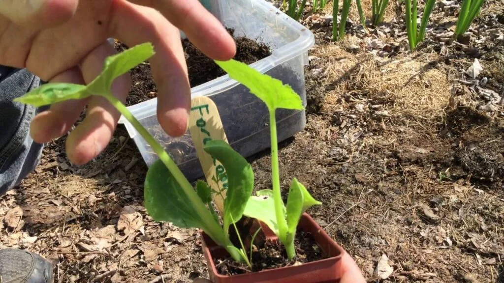 When to Transplant Zucchini When to Transplant Zucchini
