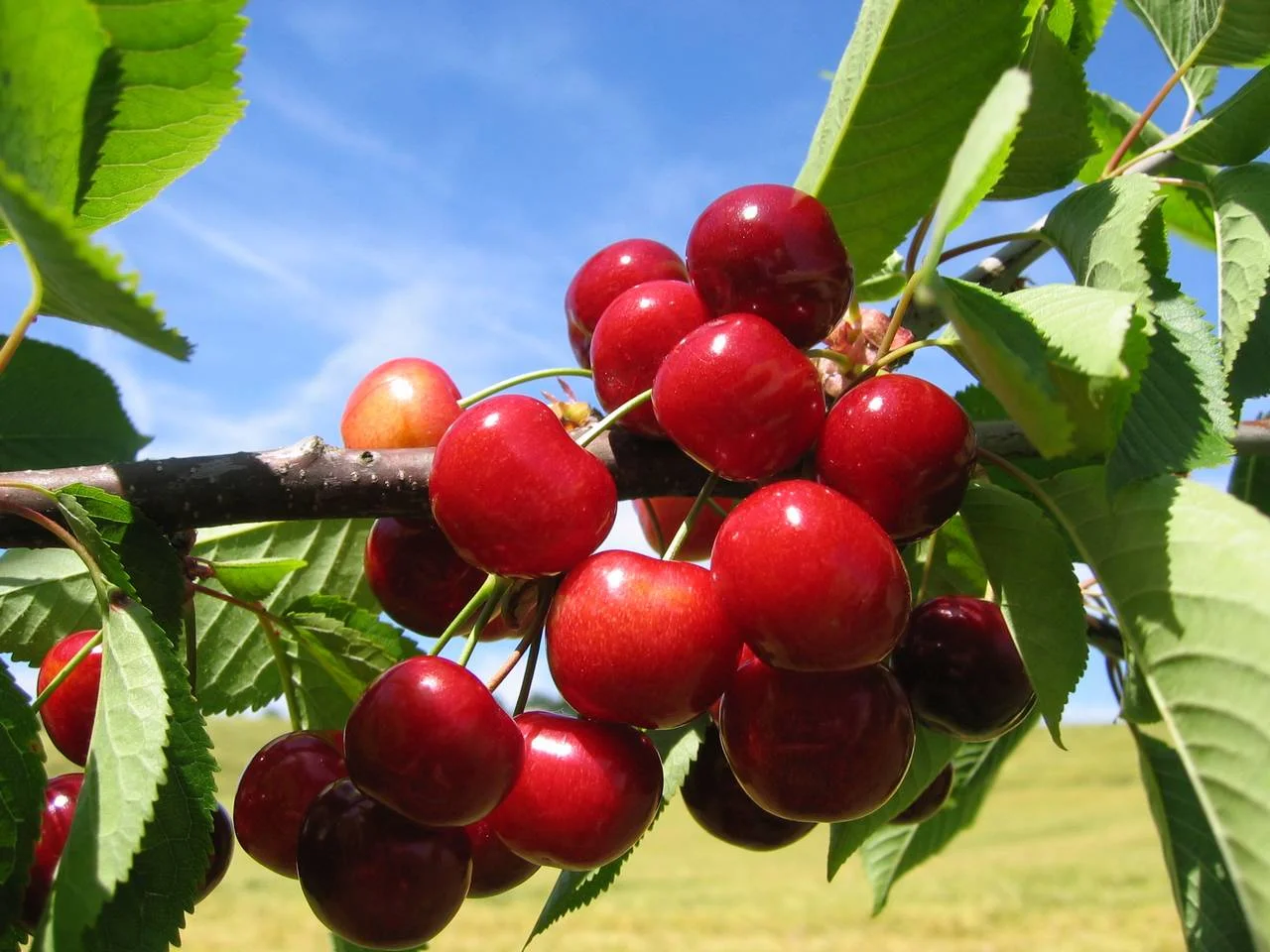 Where Are Cherries From