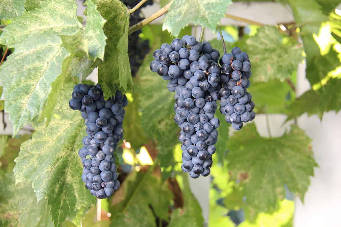 Where Are Concord Grapes From