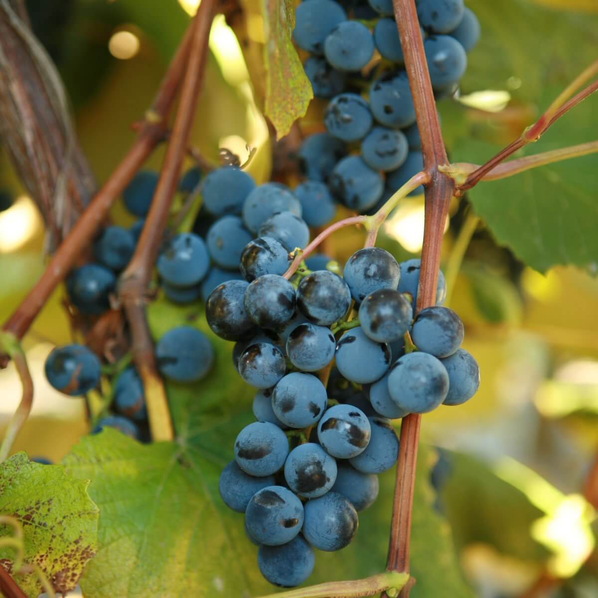 Where Are Concord Grapes From