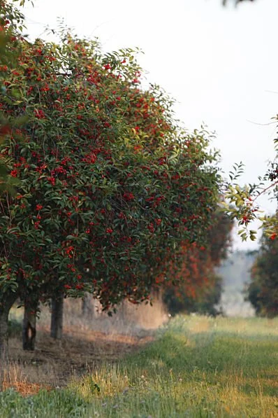 Where Did Cherries Originate