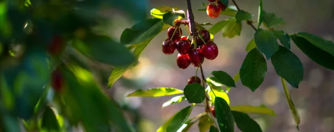 Where Did Cherries Originate