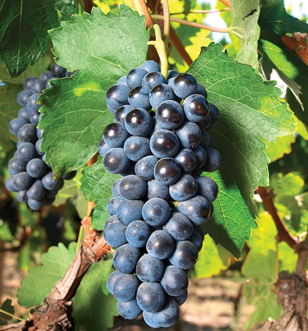 Where Do Concord Grapes Come From