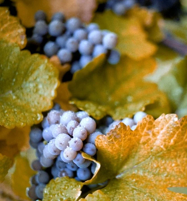 Where Do Concord Grapes Come From