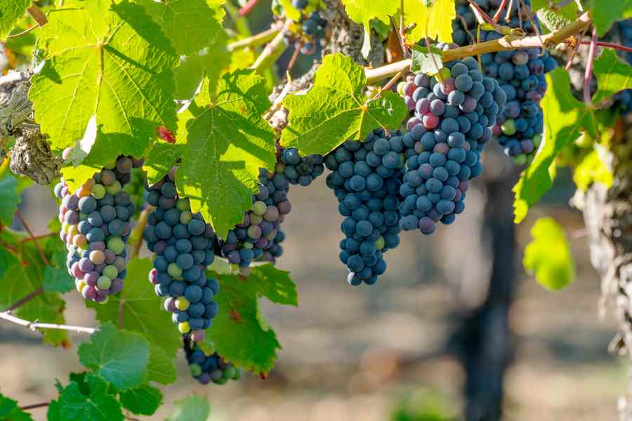 Where Do Concord Grapes Come From