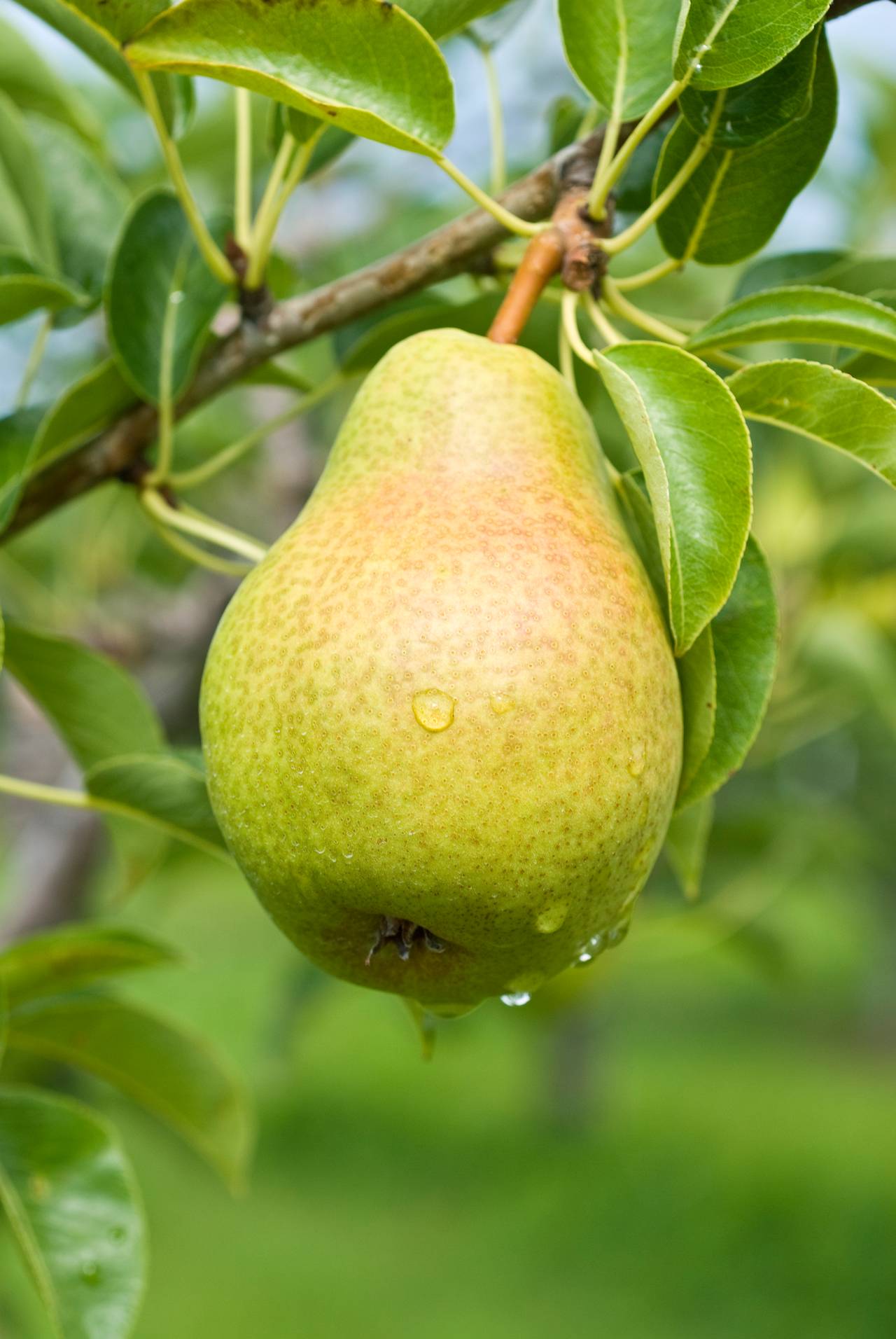 Where Do Pears Grow? Where Do Pears Grow?