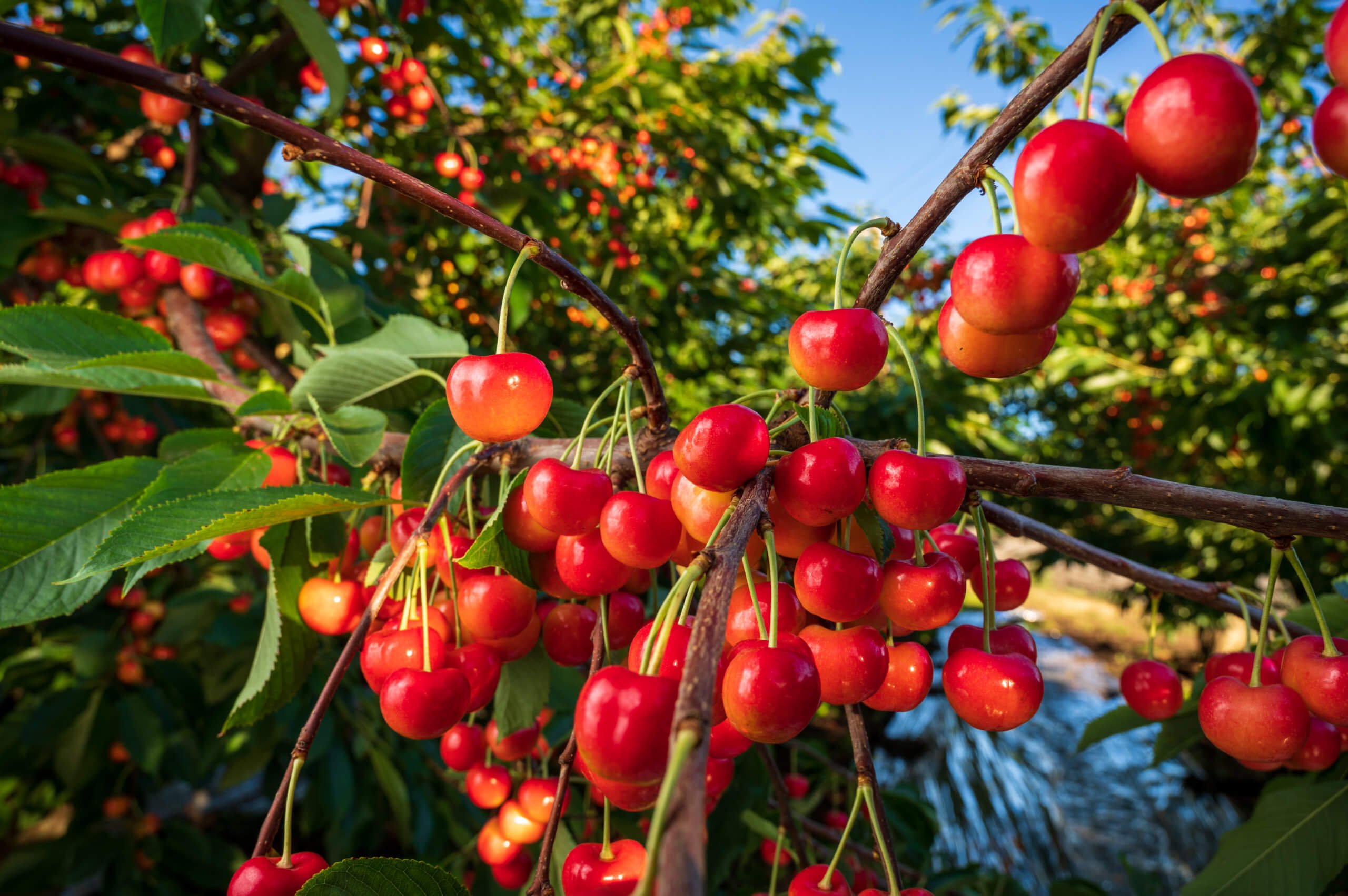 Where Do Rainier Cherries Grow Where Do Rainier Cherries Grow