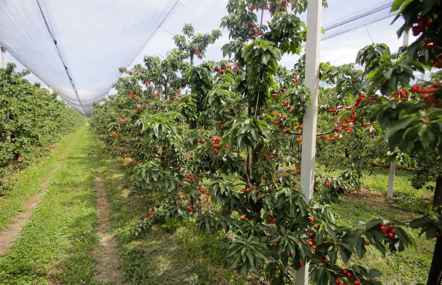 Where Do Rainier Cherries Grow Where Do Rainier Cherries Grow