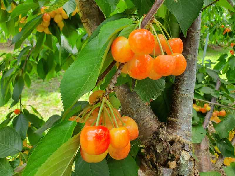 Where Do Rainier Cherries Grow Where Do Rainier Cherries Grow