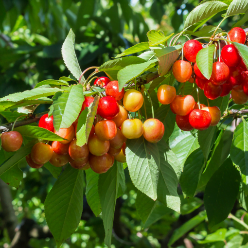 Where Do Rainier Cherries Grow Where Do Rainier Cherries Grow