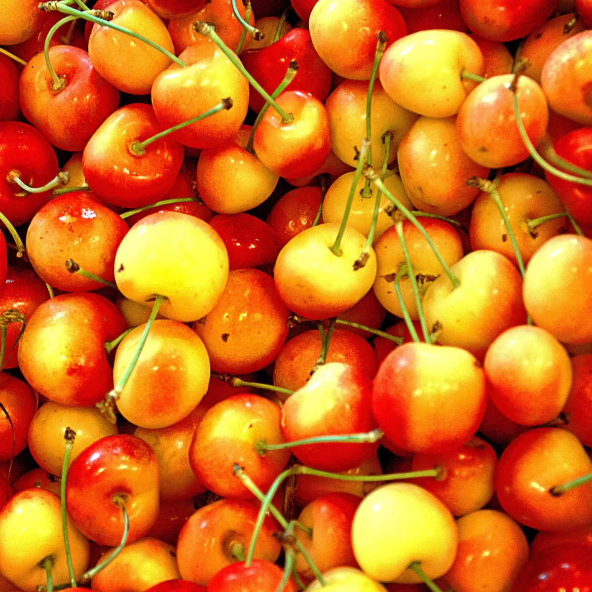Where to Find Rainier Cherries