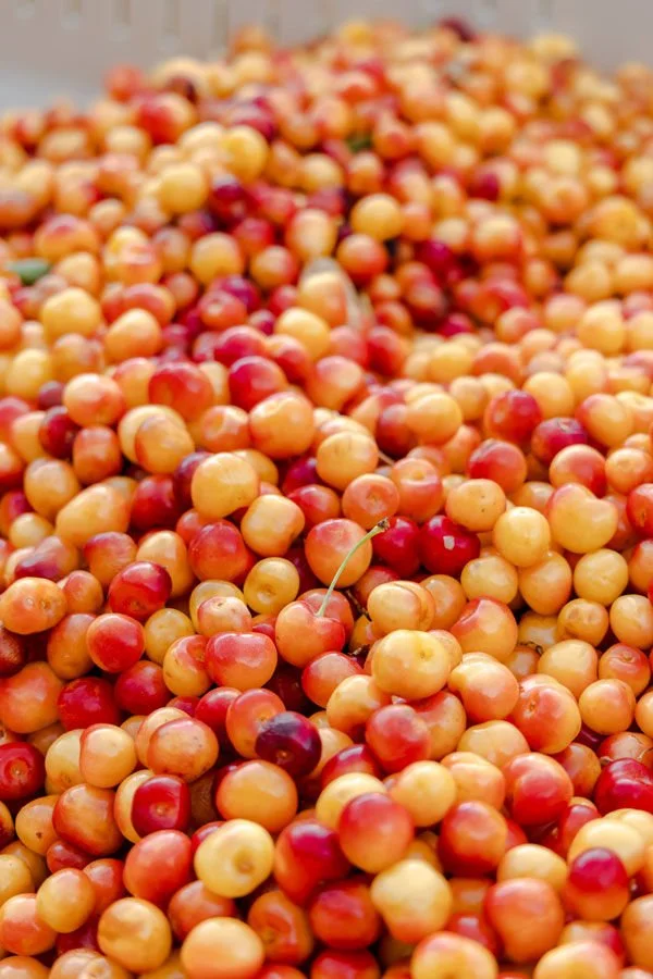 Where to Find Rainier Cherries
