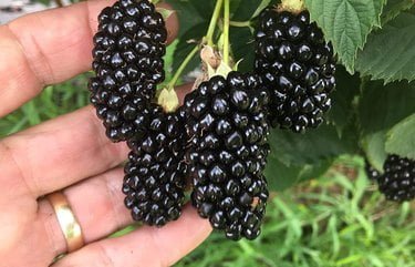 Why Are Blackberries Bitter