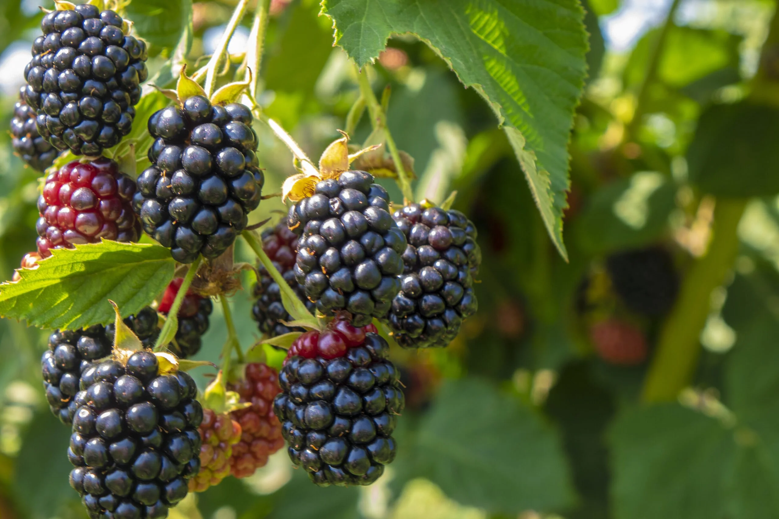 Why Are Blackberries Bitter