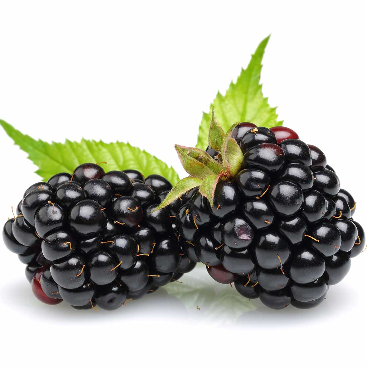 Why Are Blackberries Bitter